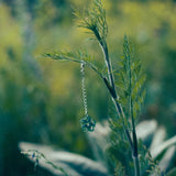 Paloceras / Exuva / Green