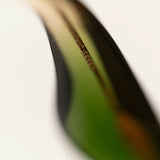 Paloceras / Pebble / Pistachio Green RX