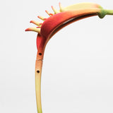 Venus Trap by 8IGB x Parasite / Multicolors